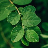 Gymnema Leaf Powder