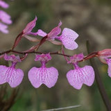 Horny Goat Weed