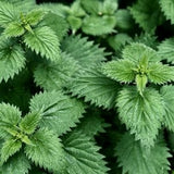 Nettle Root