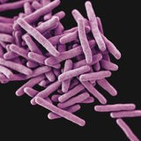 Clostridium Butyricum