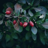 Dihydroberberine