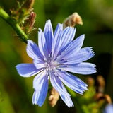 Inulin