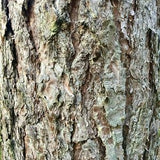 Pine Bark Extract
