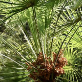Saw Palmetto